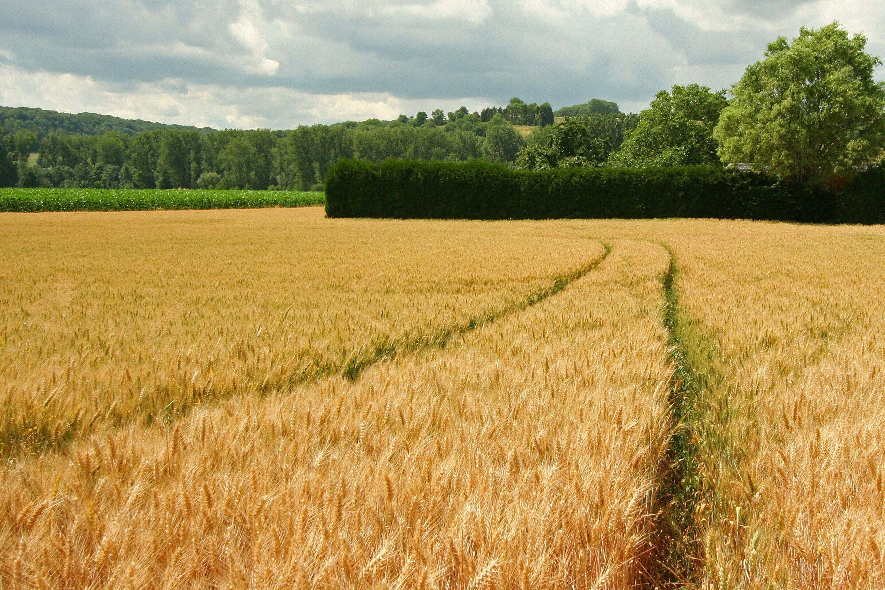 Un extenso campo de trigo con un camino despejado, bordeado por un seto y árboles al fondo.