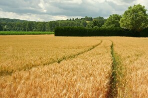 House | View from property - Lovely Farmhouse in Wijlre near Forest (Wijlre)