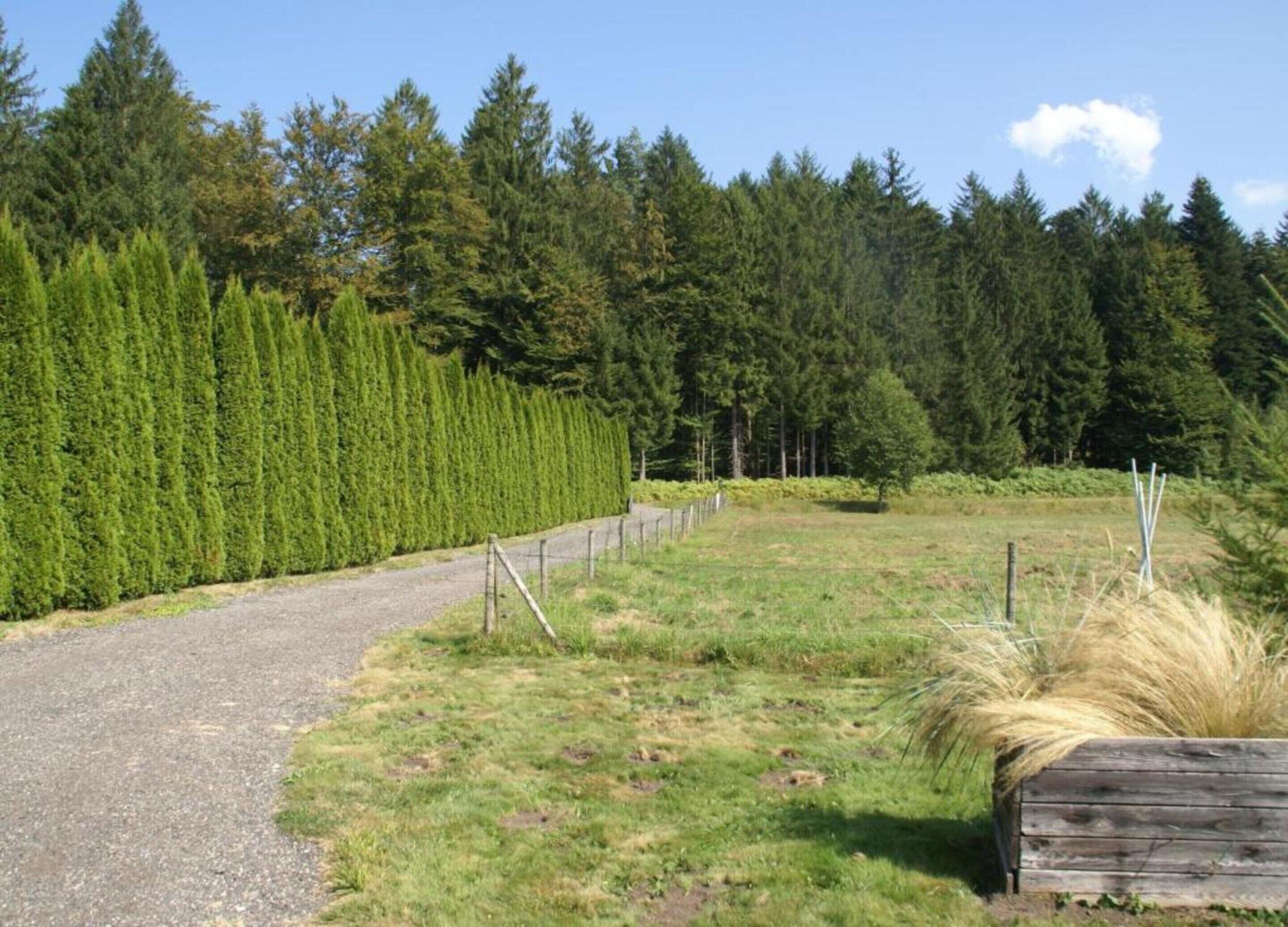 Un chemin de gravier traverse une zone herbeuse, bordée d’une clôture en bois et, au fond, d’une rangée dense d’arbres à feuilles persistantes.