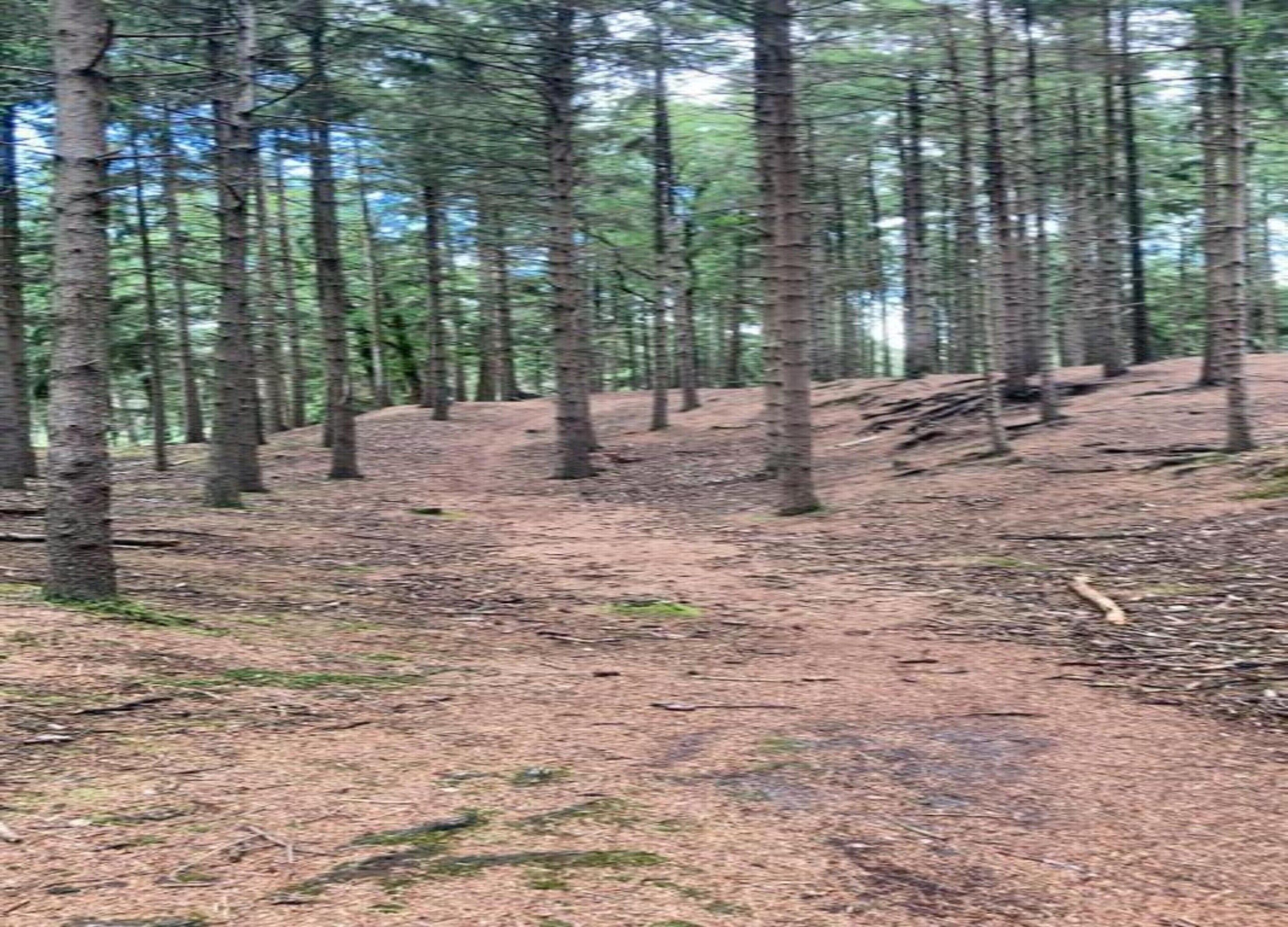 Une zone boisée avec de grands arbres et un sentier de terre.