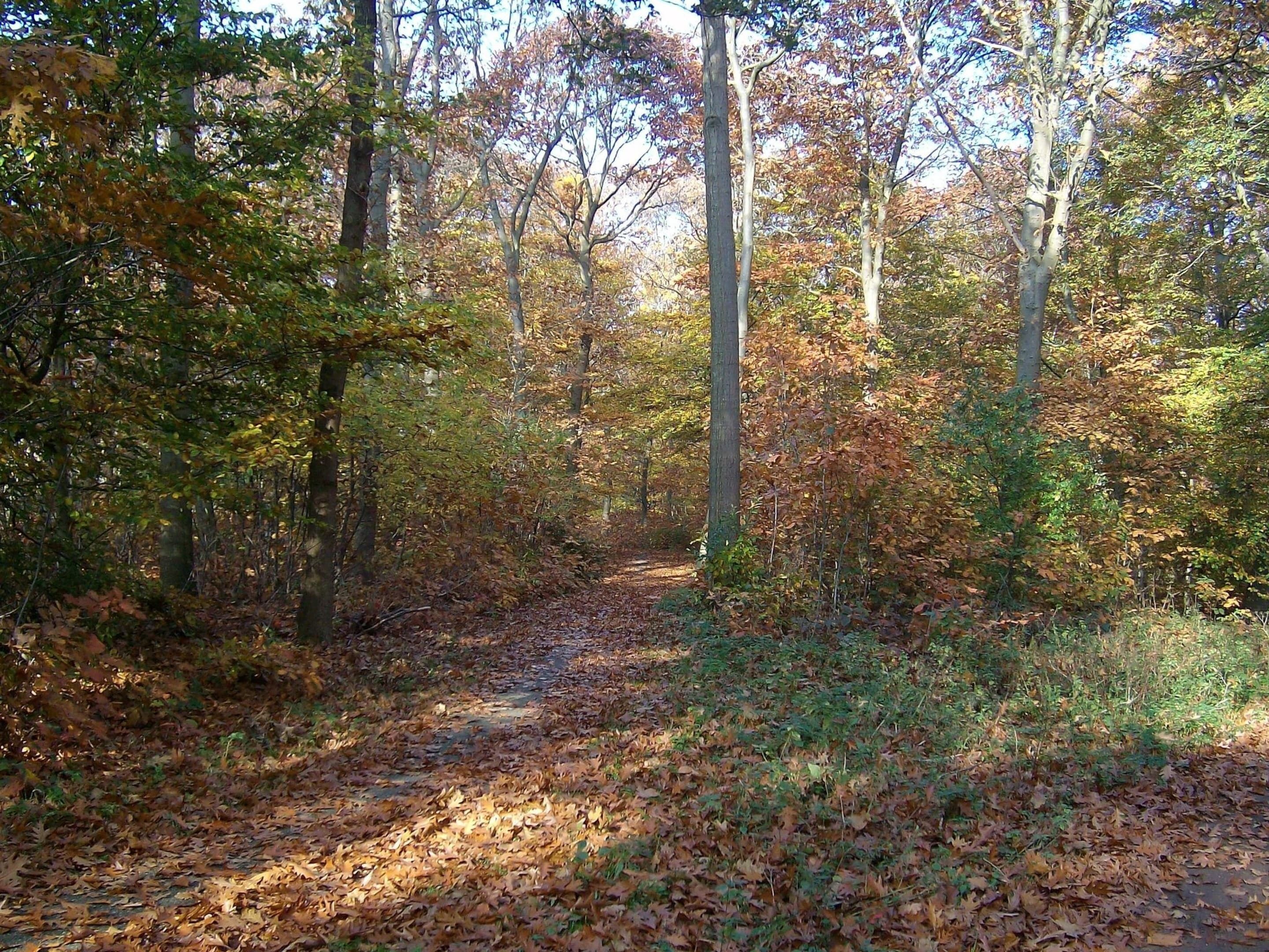 A forest path covered with fallen leaves.
