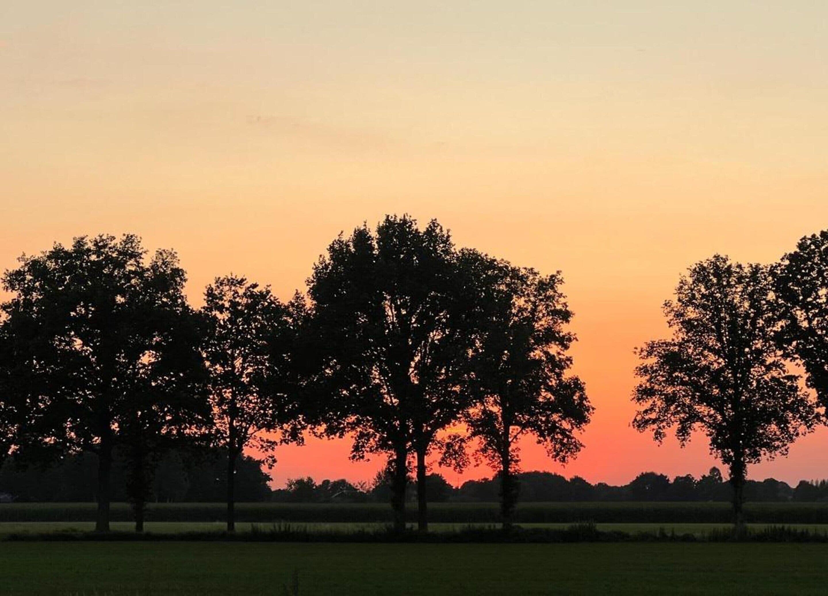 Solnedgang over et mark med tre træer silhouetteret mod himlen.