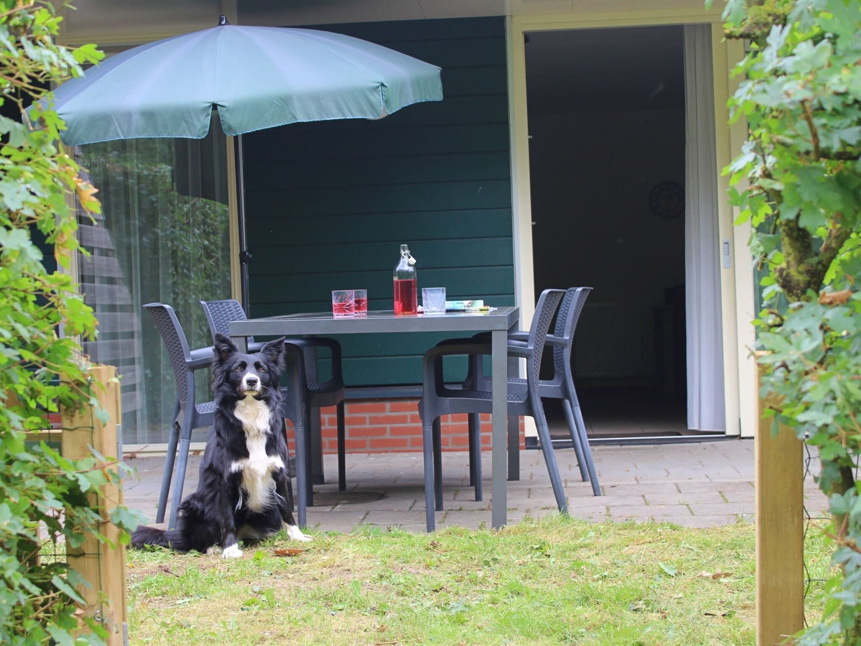 A patio with a table and chairs, a dog sitting in front, and a green umbrella.