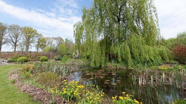 Un jardín tranquilo con un sauce llorón, un estanque cubierto de lirios y diversas plantas en flor.