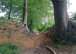 A forest trail with a dirt path, surrounded by trees and greenery.