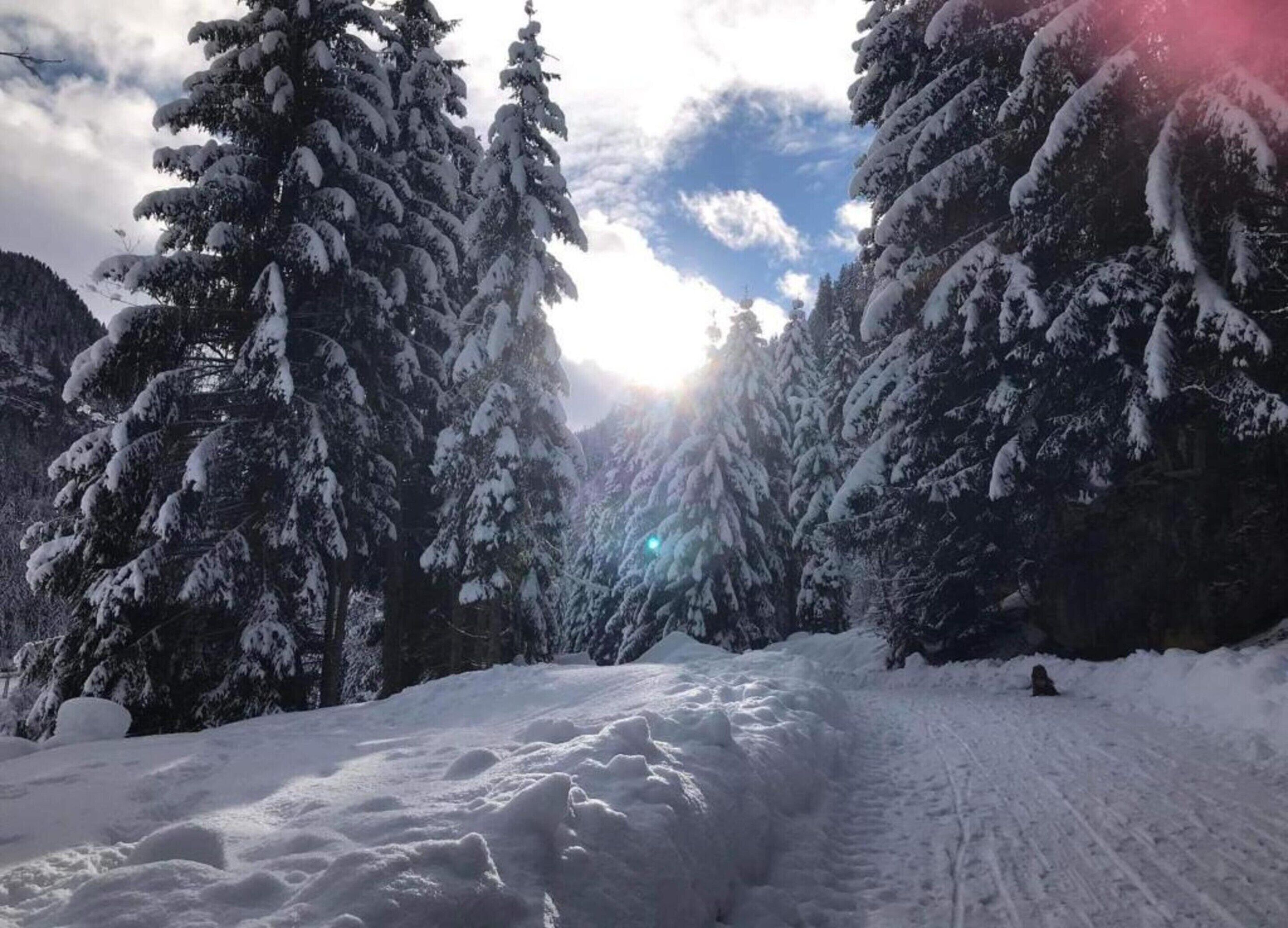 A snowy forest path with dense evergreen trees on either side.