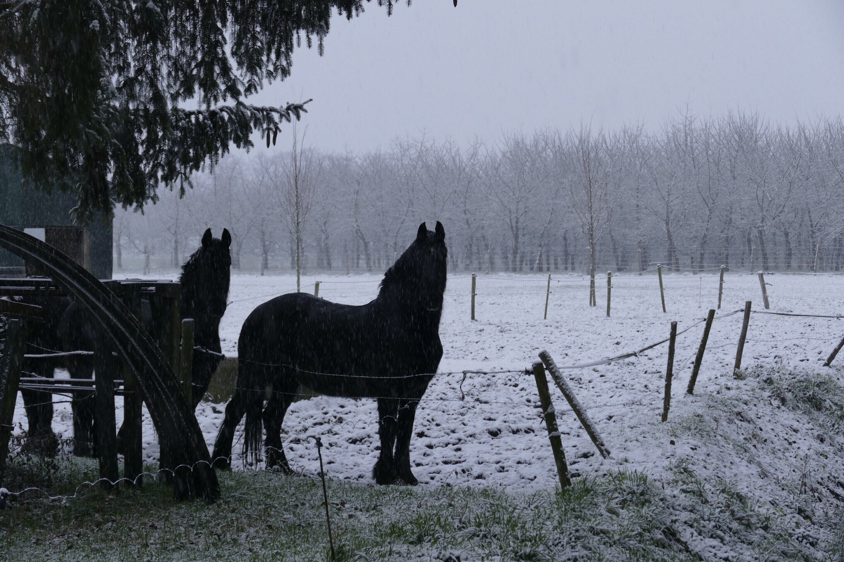 A stable with two horses and a wooden fence in a snowy field.