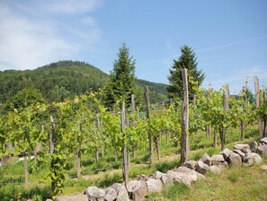 Exterior - Great Chalet With a Dishwasher, in the High Vosges (Le Thillot)