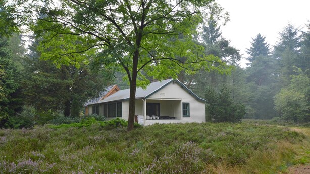 A white house with a porch, surrounded by dense forest and wildflowers.