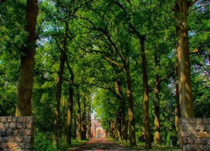 House | View from property - Holiday Home in Maarheeze Near Forest (Maarheeze)