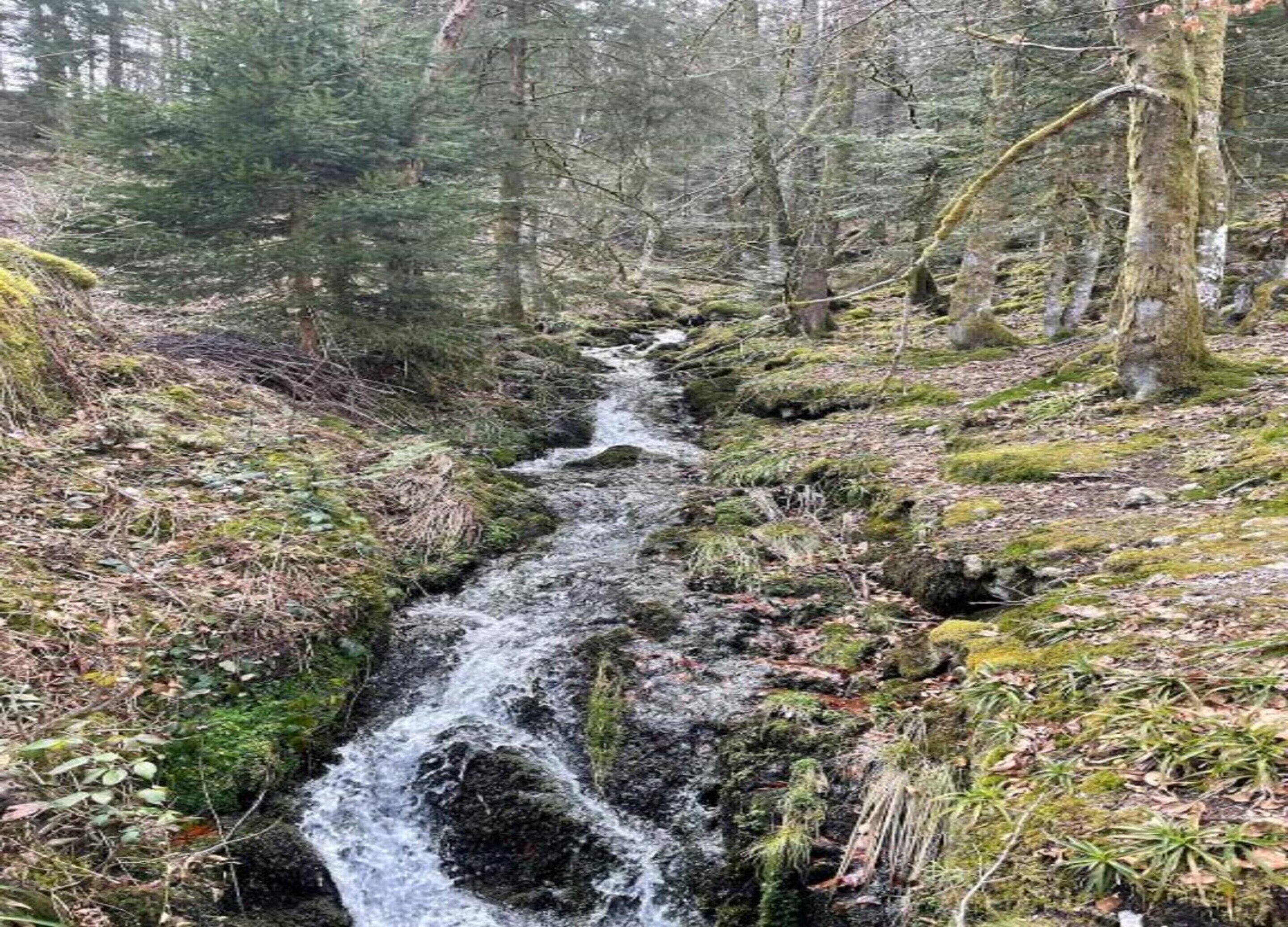 Un arroyo estrecho y pedregoso que serpentea por un área boscosa con árboles frondosos y rocas cubiertas de musgo.