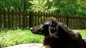 En svart hund sitter på en asfalterad yta, med ett trästaket och grönska i bakgrunden.