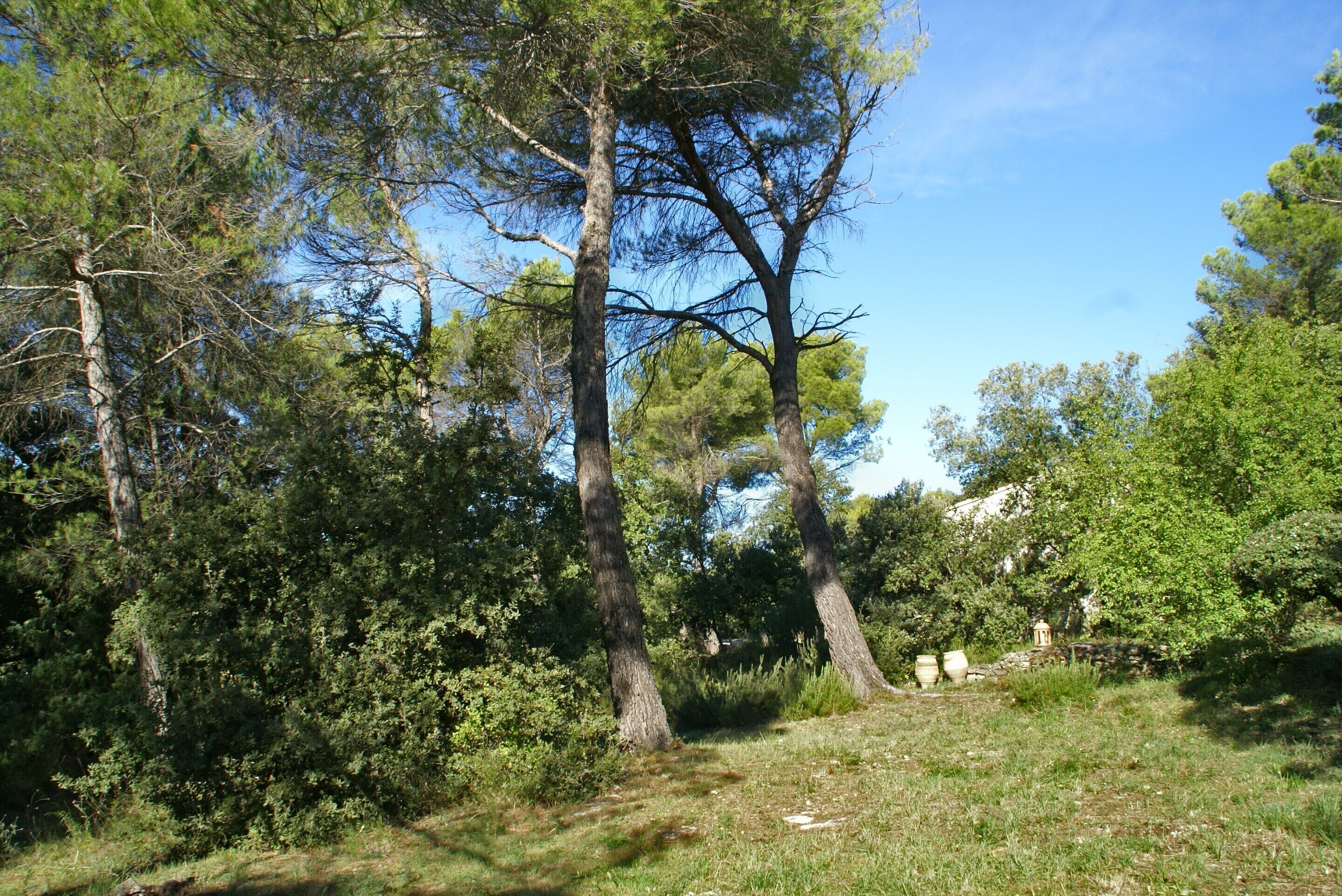 A natural landscape with trees and a stone structure.