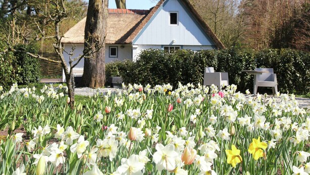 A house with a white exterior and a thatched roof, surrounded by a garden with daffodils.