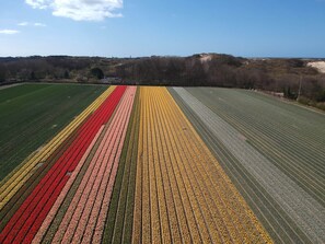 House | View from property - Holiday Home in Egmond by the Beach (Egmond aan Zee)
