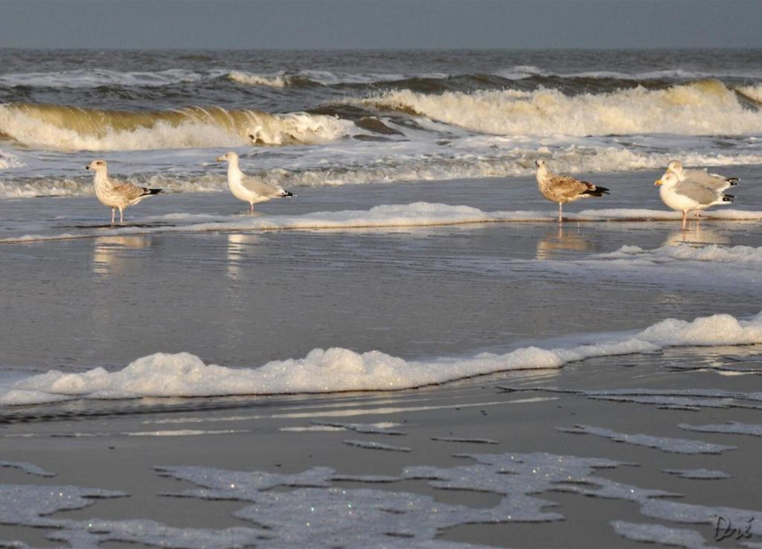 A beach with waves and seagulls.