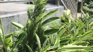 A garden with various plants and a staircase. - Eric Wilkins Apartments (Kampala)