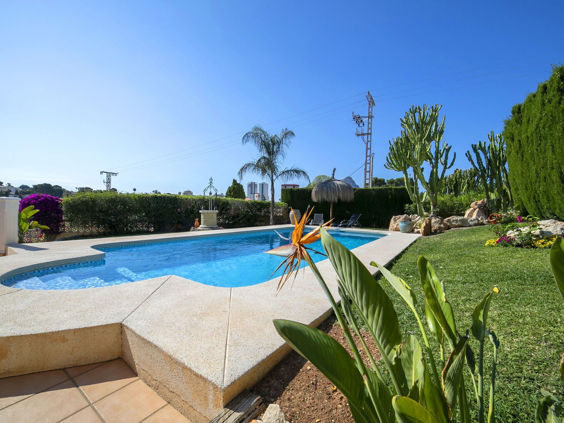 A swimming pool with a stone border, surrounded by a well-maintained lawn, cacti, and a palm tree.