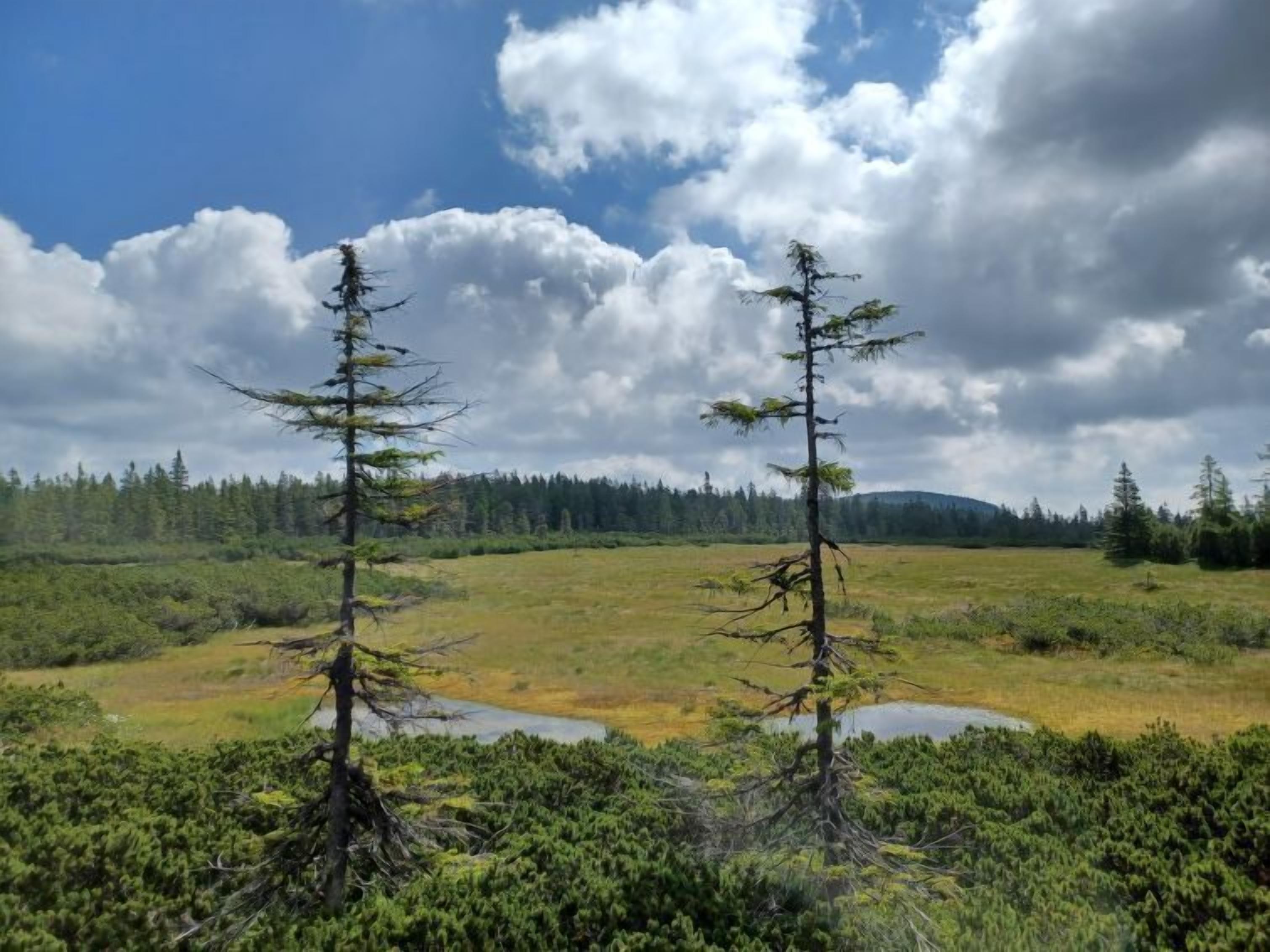 Paisaje natural con dos árboles destacados en primer plano, un campo cubierto de hierba y un bosque al fondo bajo un cielo parcialmente nublado.
