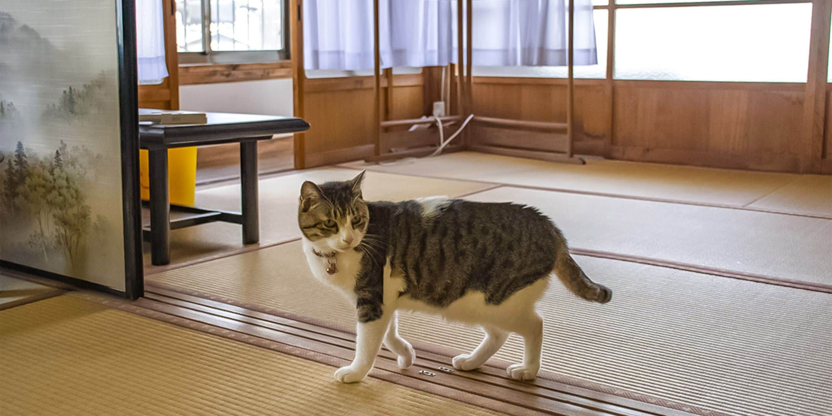 Una habitación con tatamis, un gato, una mesa y una ventana con cortinas.