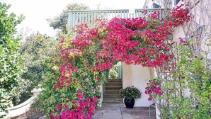 Un escalier couvert, surmonté d’une arche luxuriante de bougainvilliers roses qui s’y enroule.