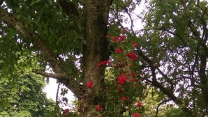 Un árbol con flores rojas y tupidas en un jardín cuidado.