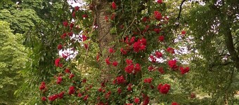 Appartment in manour house with park. Lake nearby. Enjoy Naturepark.