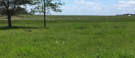 A grassy field with a few trees and a distant view of a hill.