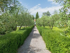 A gravel path flanked by neatly trimmed hedges and olive trees, leading to a building with a red roof. - Villa / Independent home in Pistoia with 6 bedrooms sleeps 14 (Pistoia)