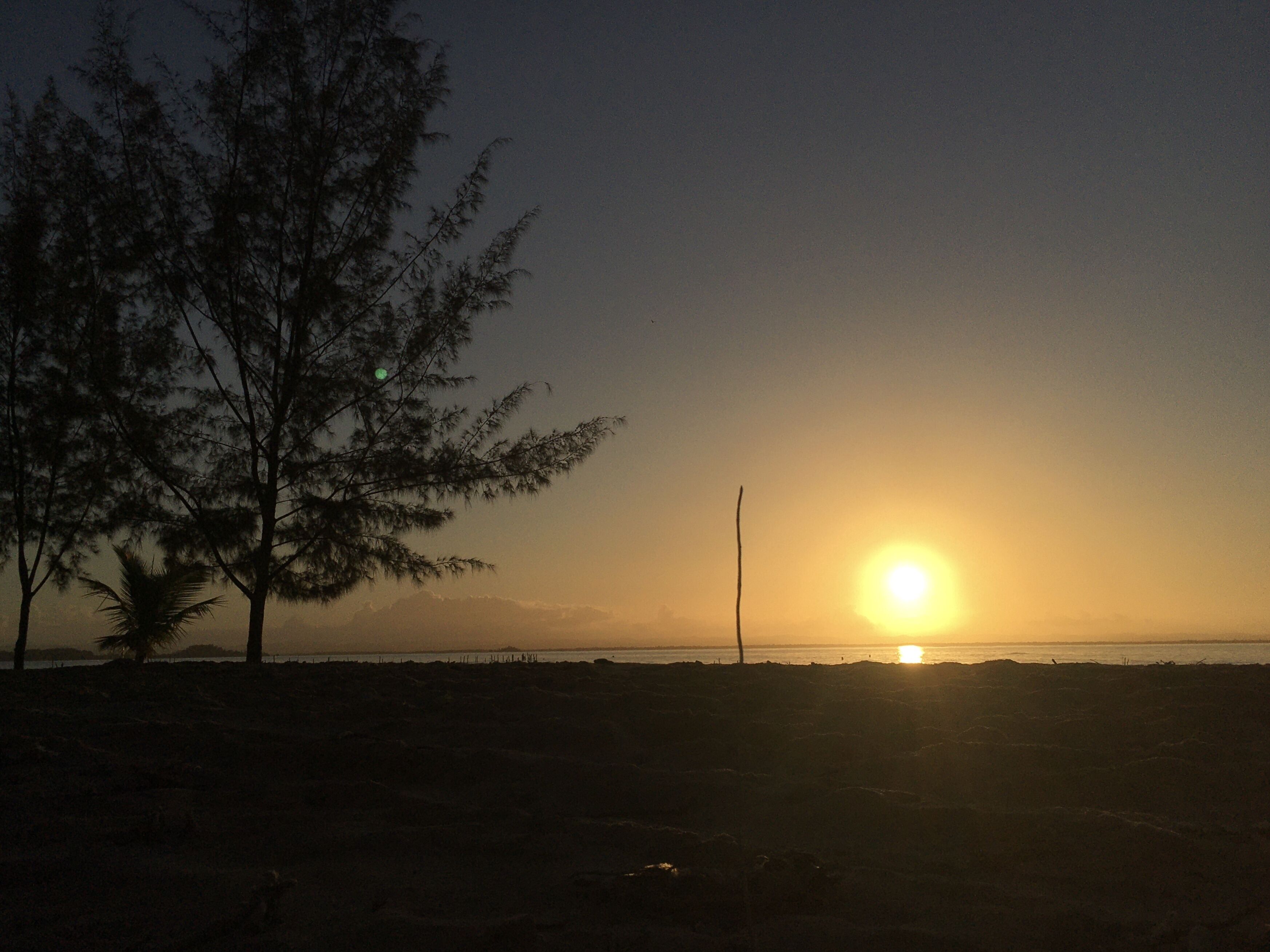 A sunset over a beach with trees and a clear sky.