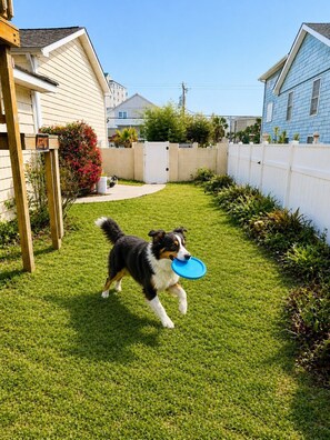 Ein Garten mit einem Hund, der eine Frisbee hält, einem Holzzaun und Häusern im Hintergrund.