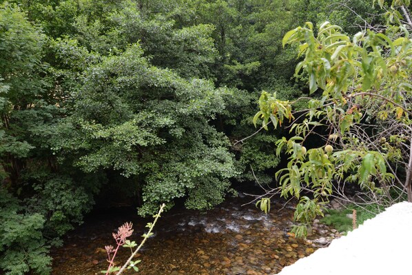 A natural landscape with dense green foliage and a clear stream.
