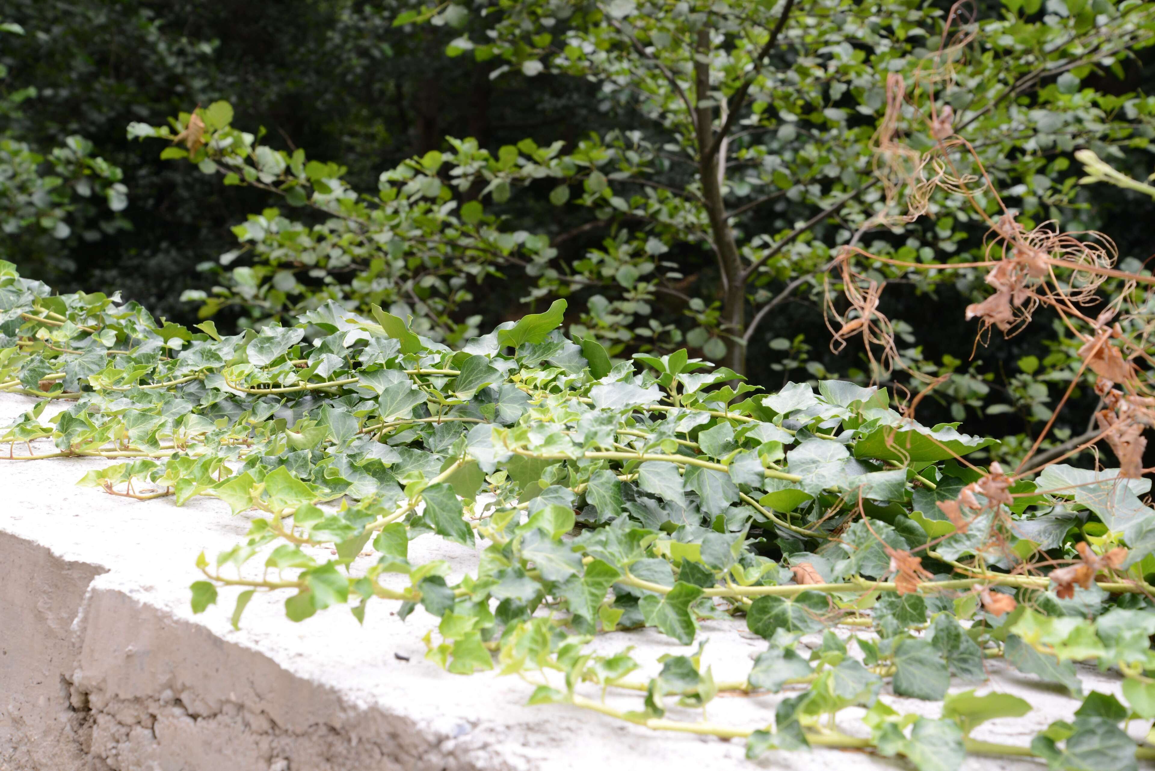 A concrete ledge with overgrown ivy plants.