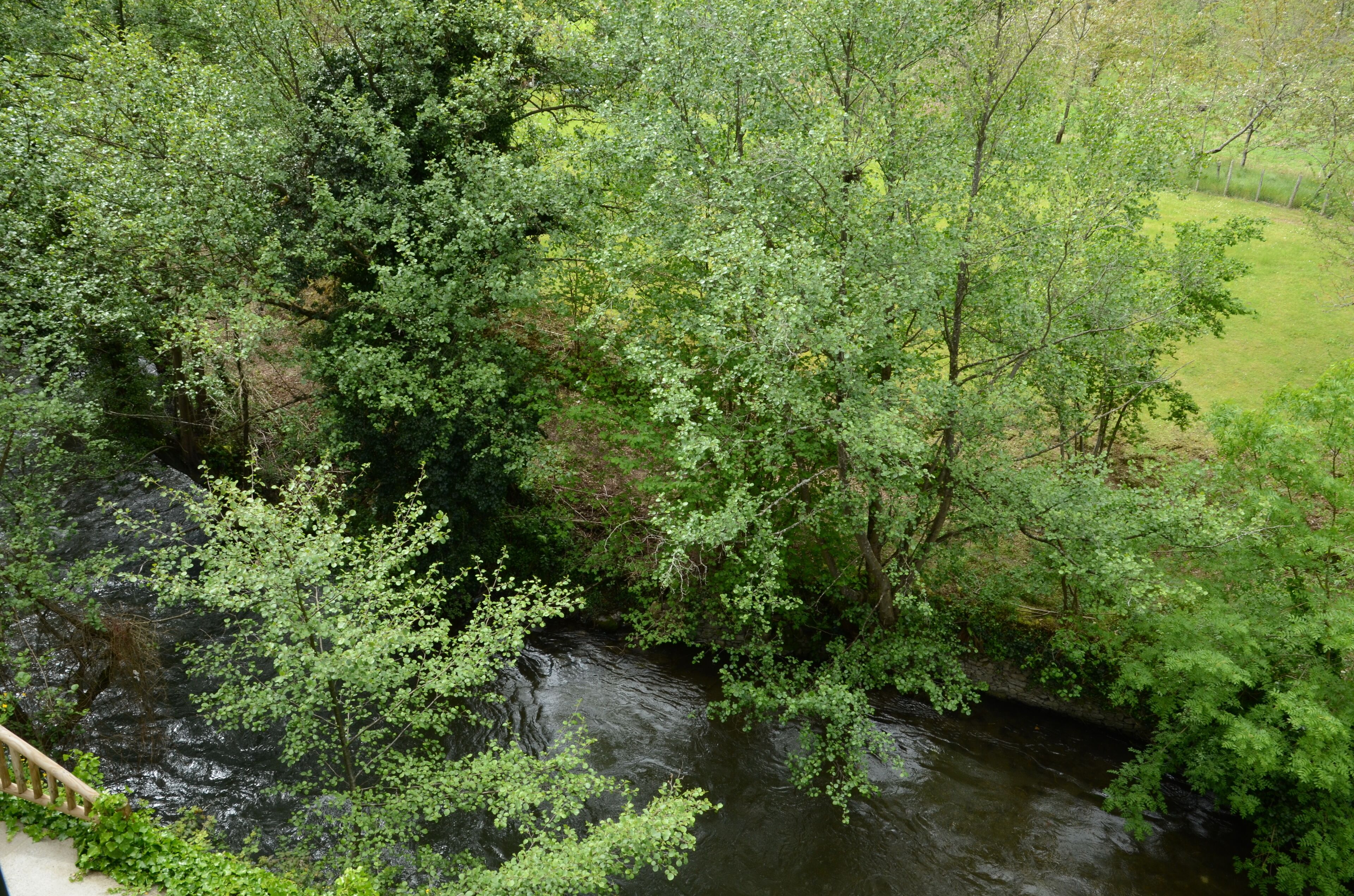 A river surrounded by dense green foliage.