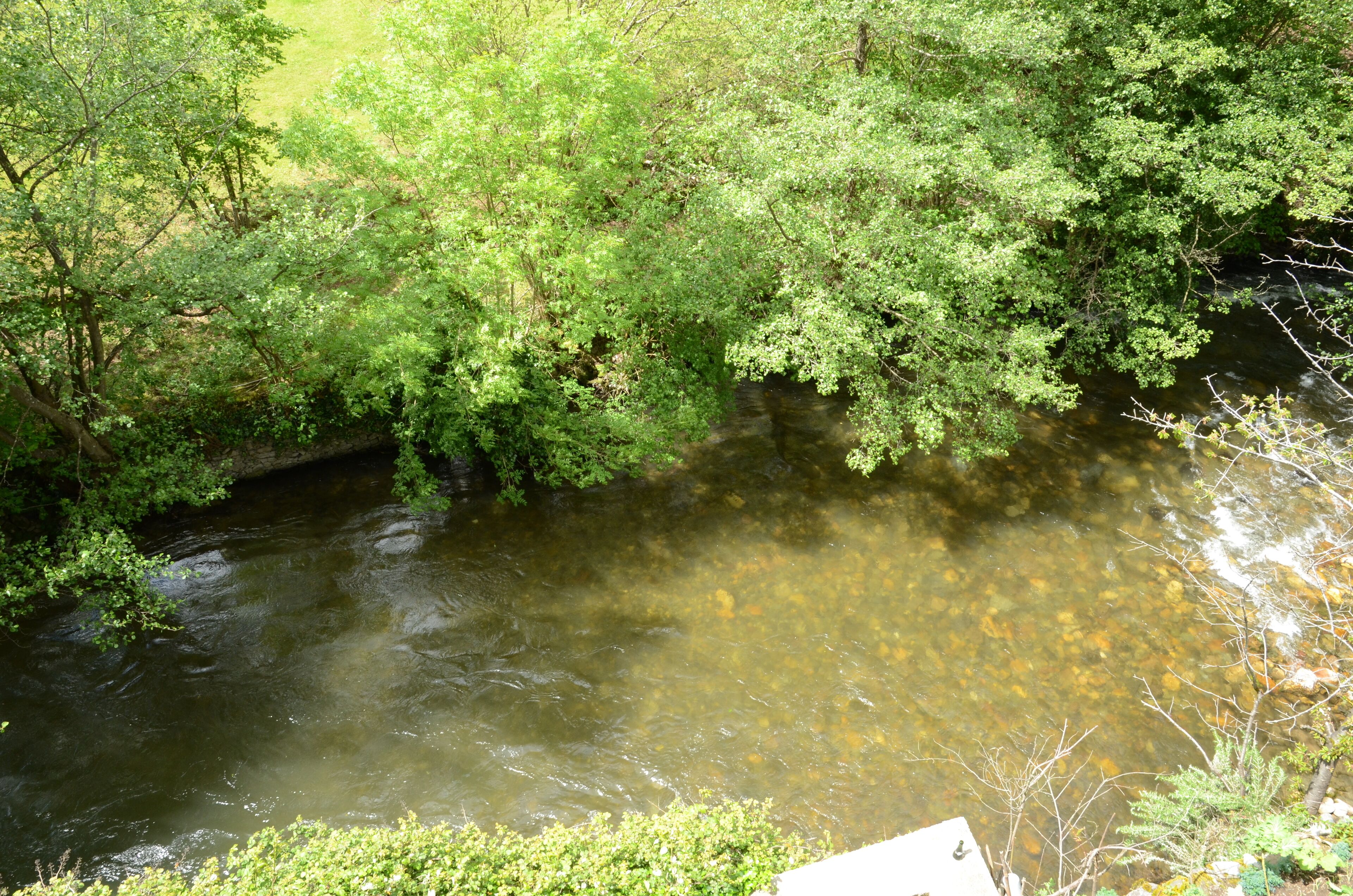Une rivière qui traverse une zone densément boisée, bordée d’arbres et de verdure de chaque côté.
