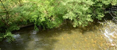 Un río serpentea por una zona boscosa con árboles y vegetación a ambos lados.
