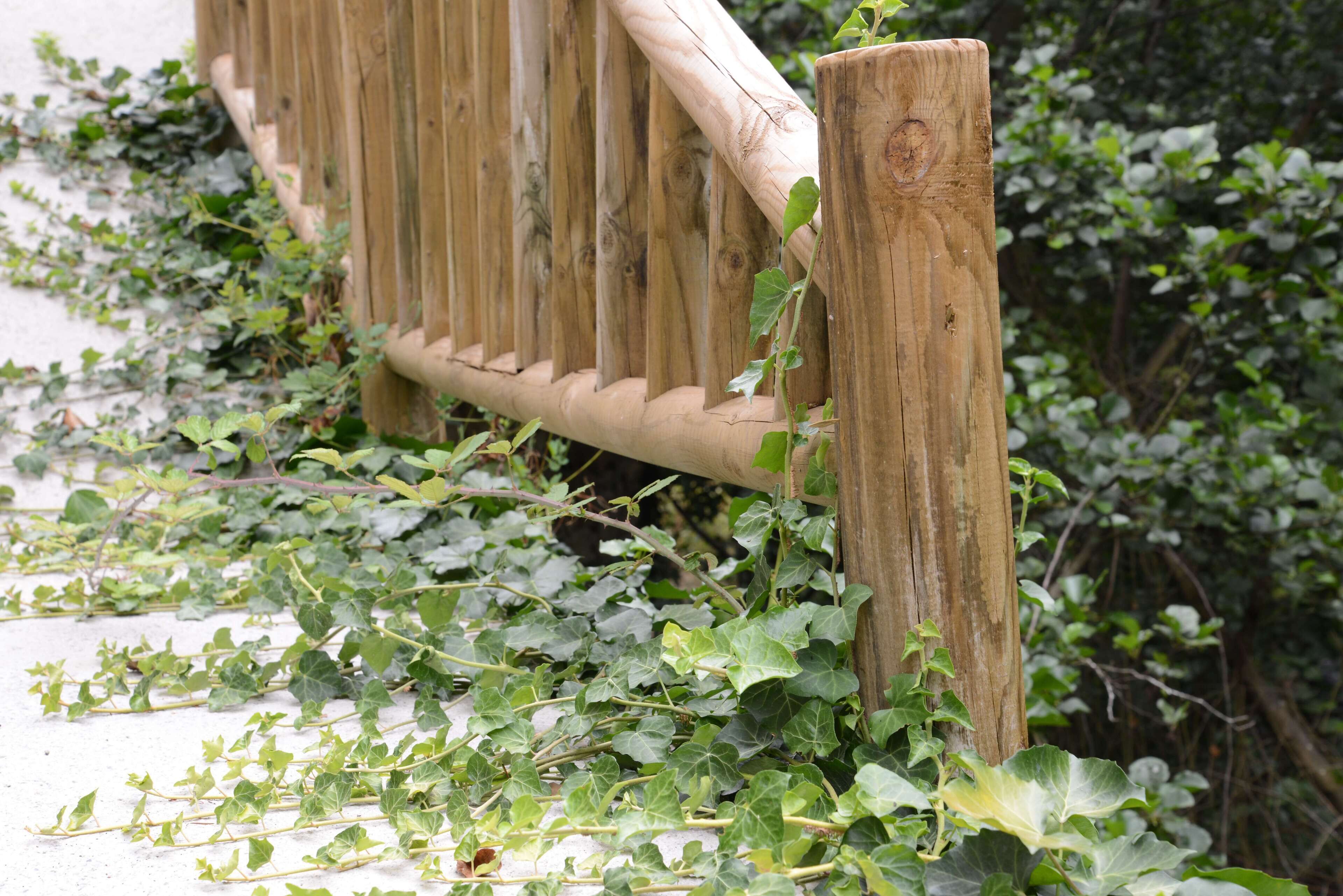 A wooden fence with vines growing over it.