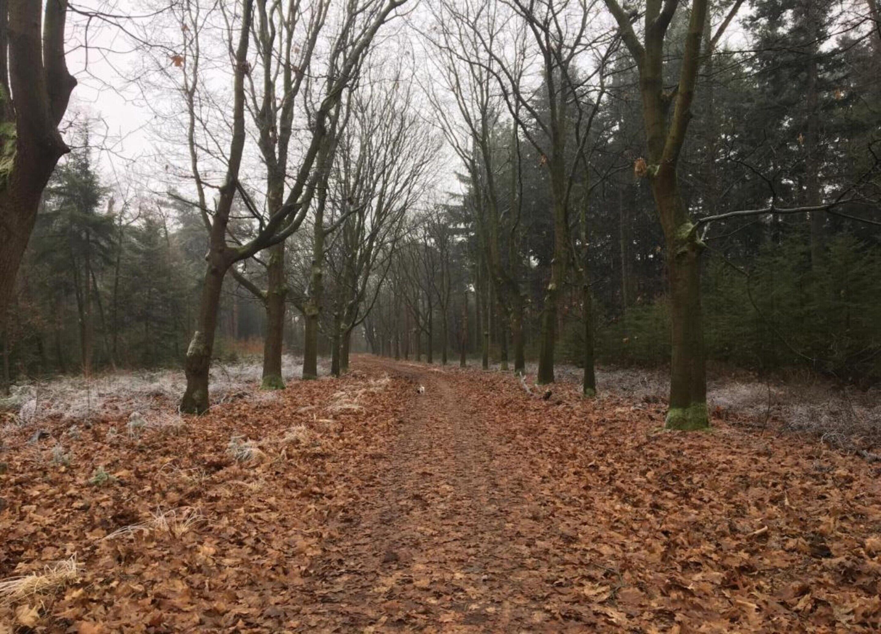 A forest path with bare trees and fallen leaves.