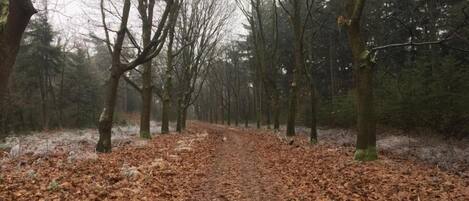 A forest path with bare trees and fallen leaves.