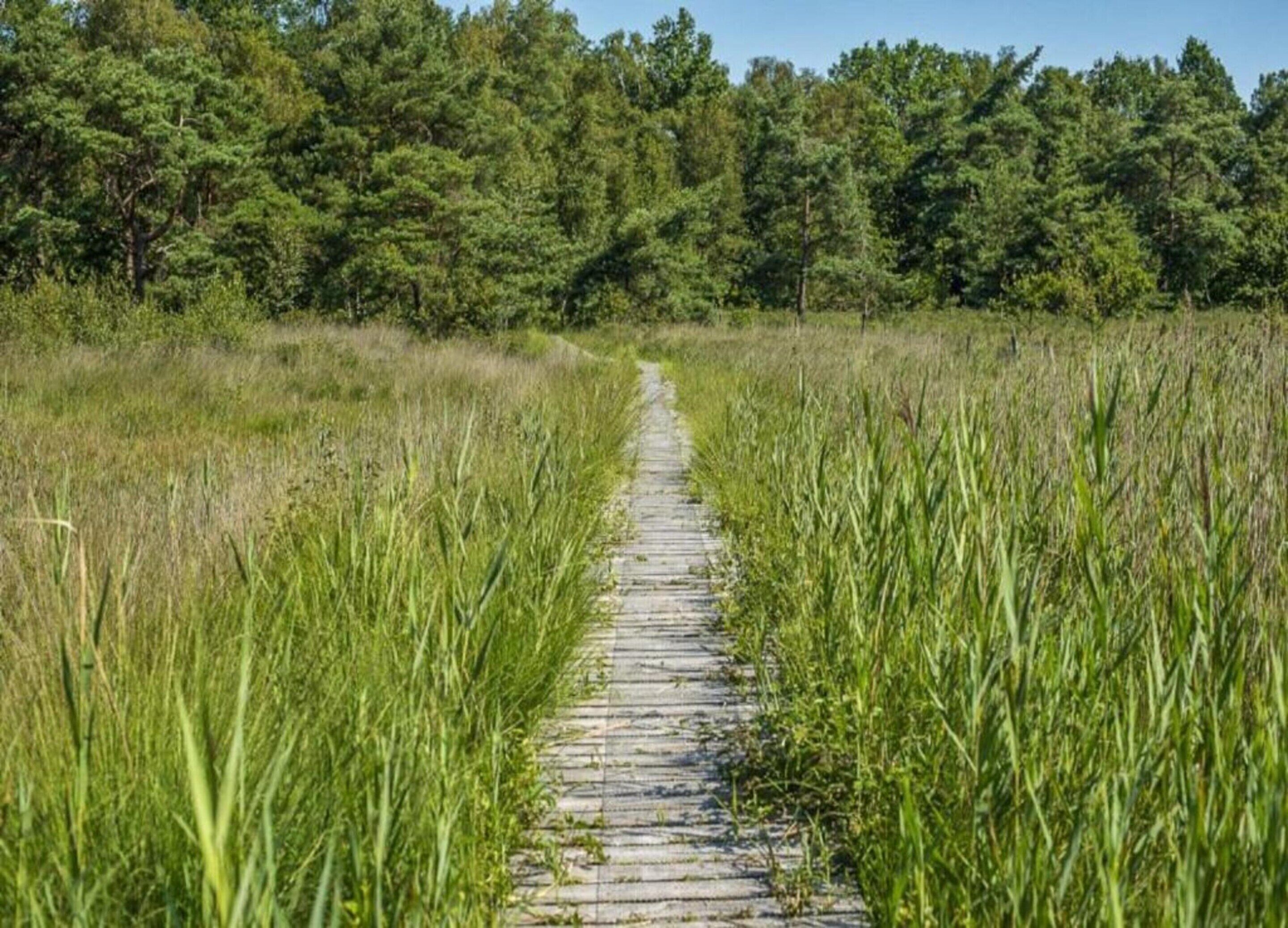 Ein schmaler, unbefestigter Pfad durch ein grasbewachsenes Feld, gesäumt von dichtem Baumbestand.