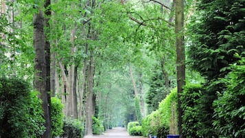 A tree-lined pathway in a forested area.