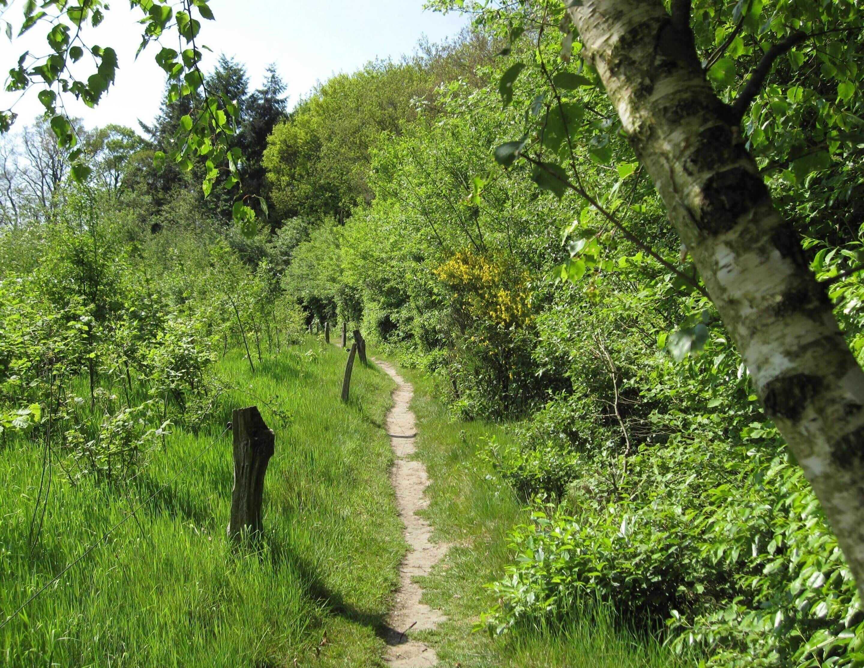 Ein schmaler Feldweg schlängelt sich durch einen üppigen, grünen Wald.