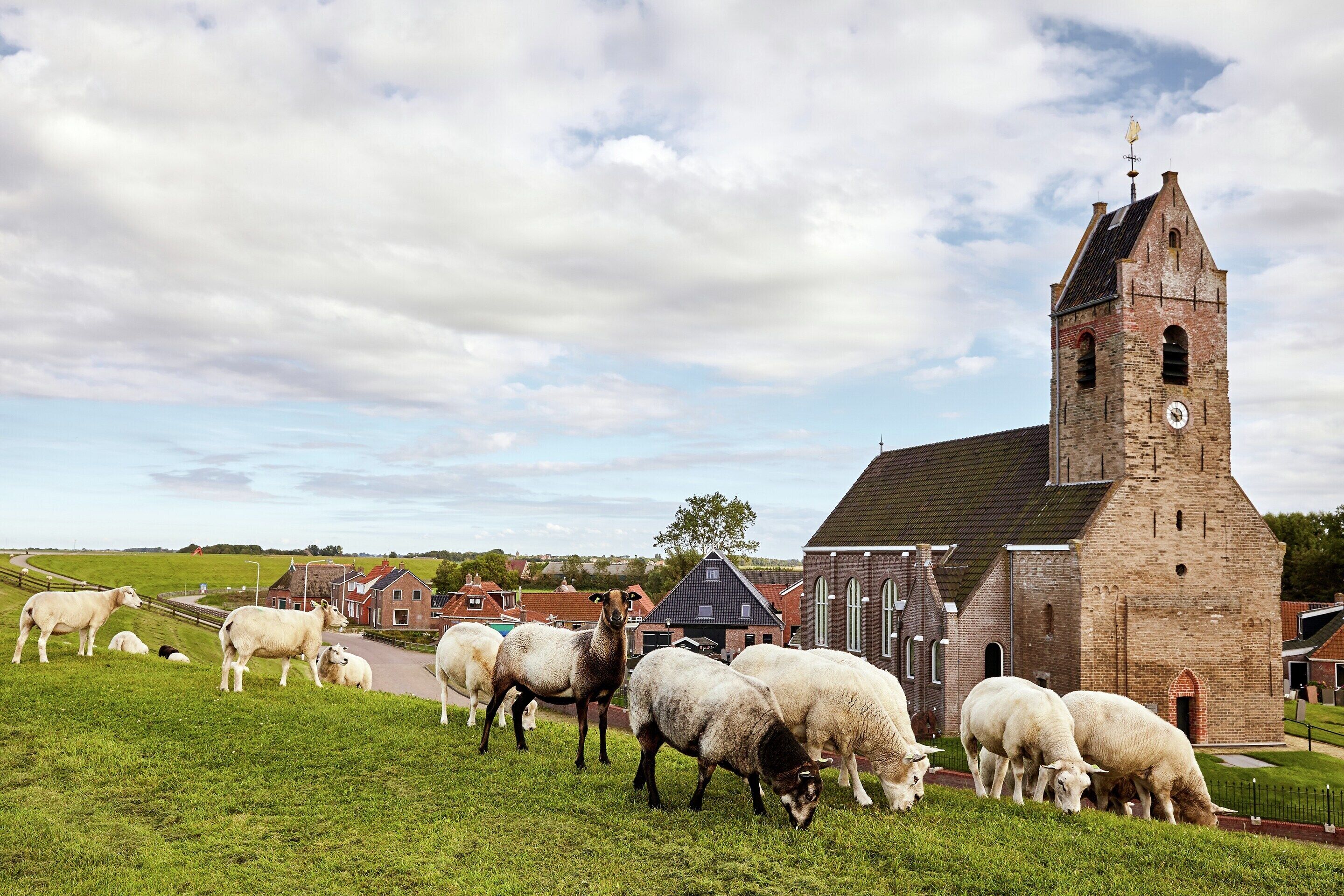 Un paisaje rural con una iglesia de ladrillo y un rebaño de ovejas pastando en un campo verde.