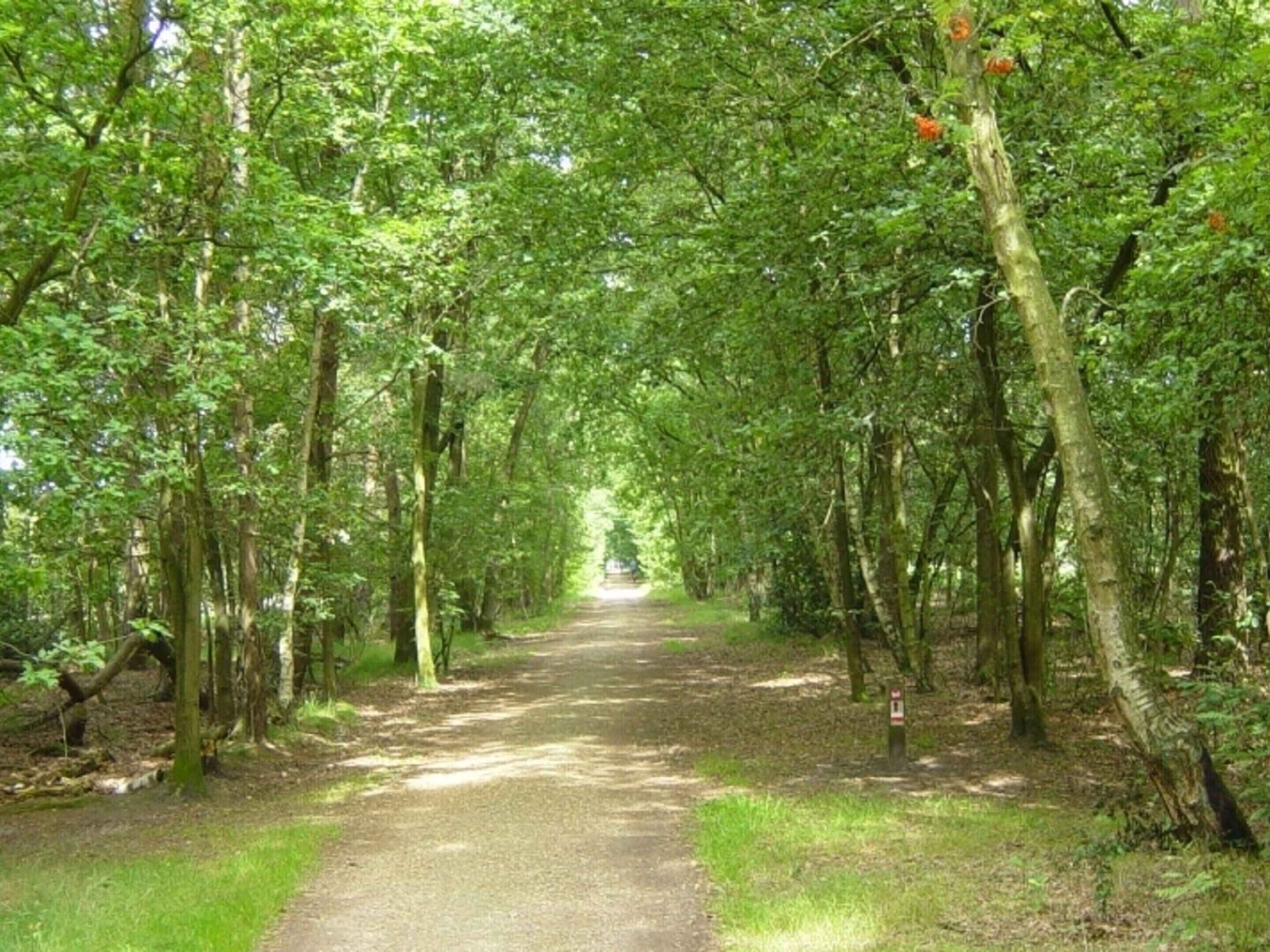 A forest path with trees on both sides, leading to a distant point.