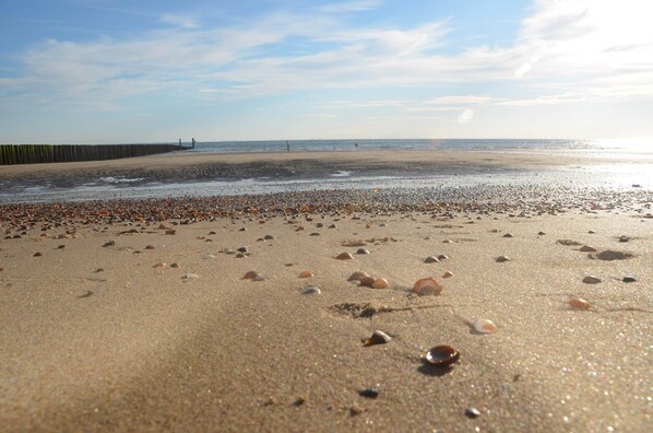 A beach with scattered seashells and a wooden breakwater in the background.