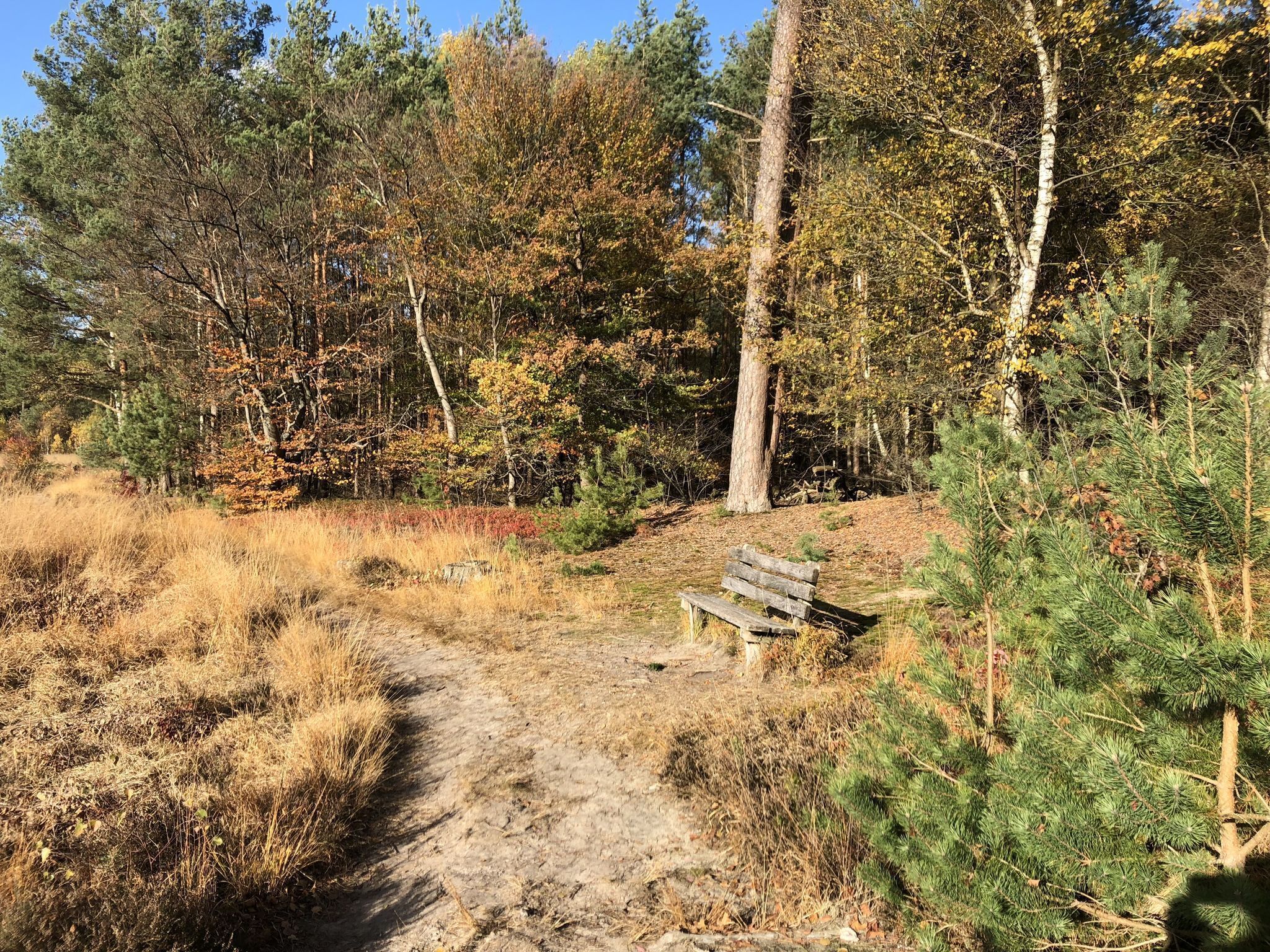 A forested area with a dirt path leading to a bench.