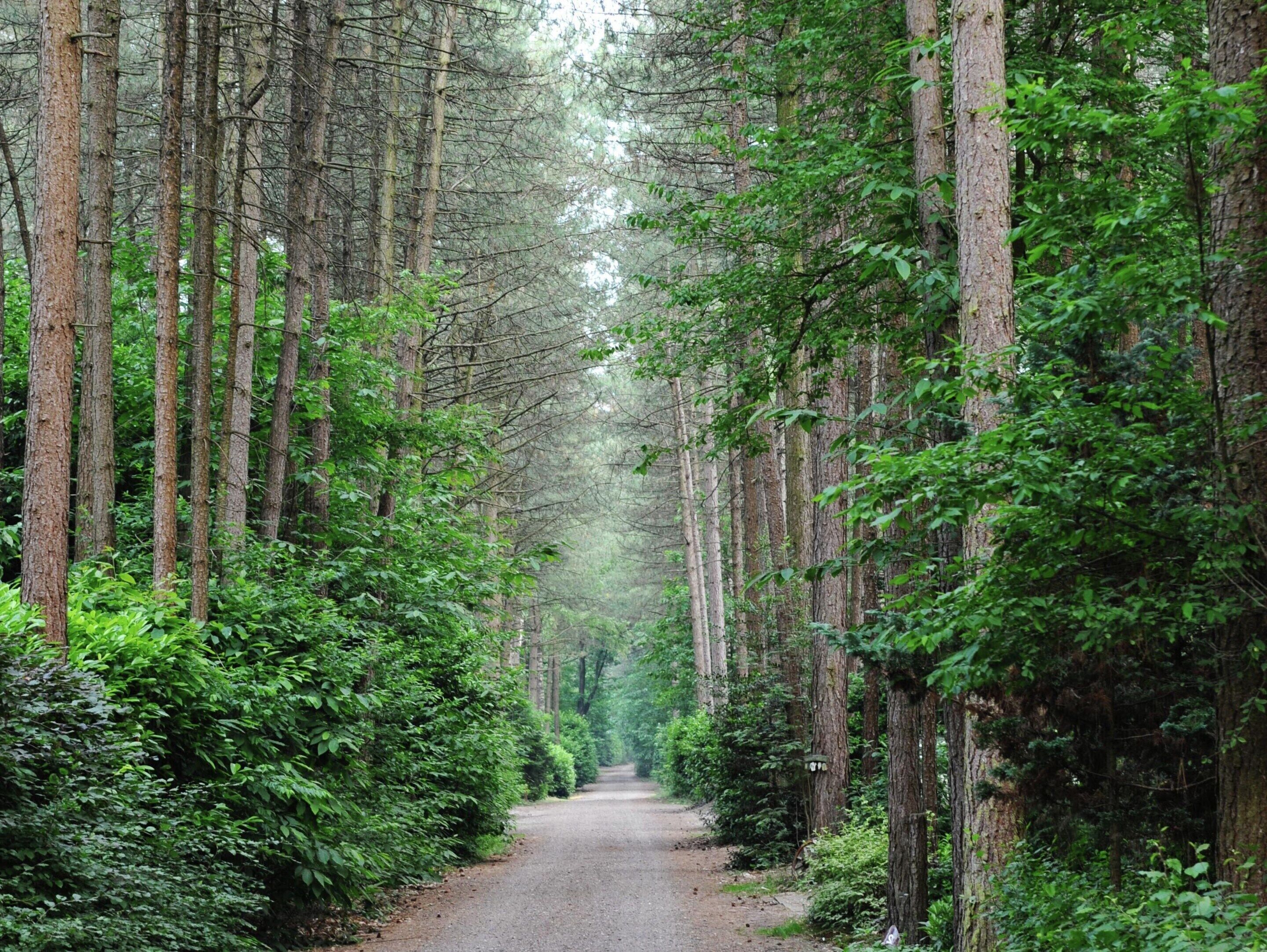 A forest path flanked by tall trees and dense underbrush.