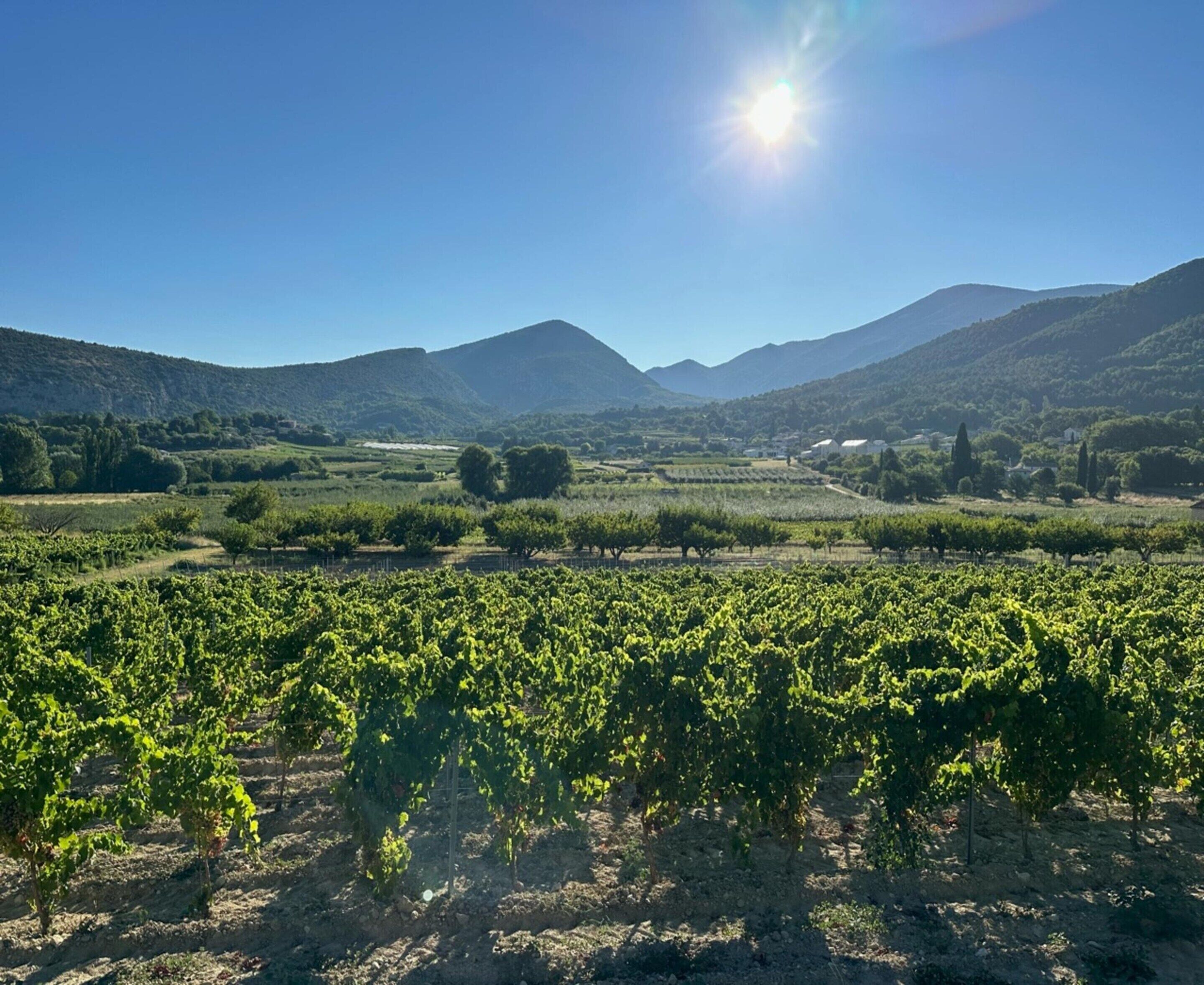 A vineyard with rows of grapevines, mountains in the background, and a clear sky.