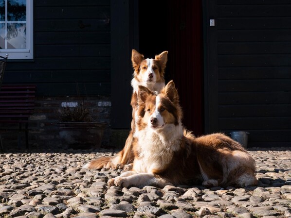 Apartment | Spa treatment - Located Near Maastricht Towards the Belgium Border (Eijsden)