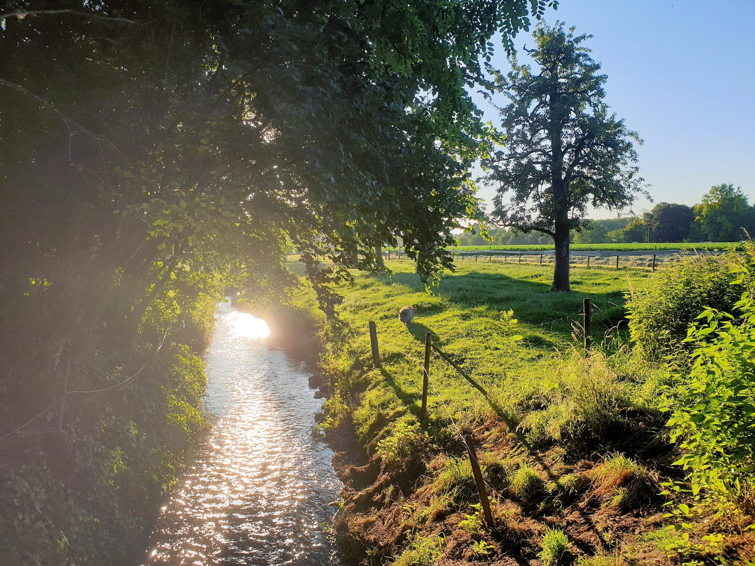 A serene riverside scene with sunlight filtering through trees, a grassy field, and a distant vineyard.